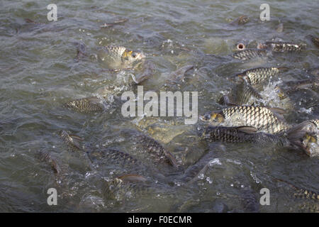 Java Widerhaken, Silber Barb Fisch Hektik Essen Feed in Hof, Closeup-Szene Stockfoto