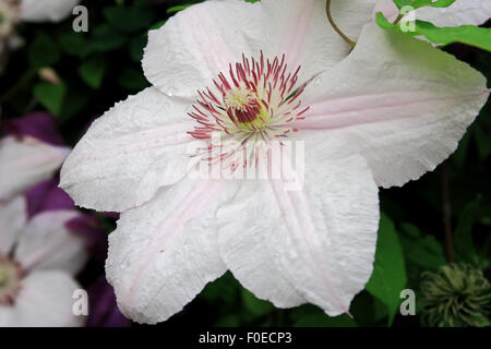 Nahaufnahme von der schönen Clematis pink Fantasy Blume Stockfoto