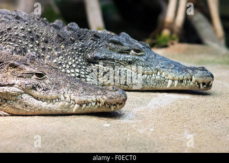 Zwei Krokodile Festlegung (Skansen, Stockholm, Schweden) Stockfoto