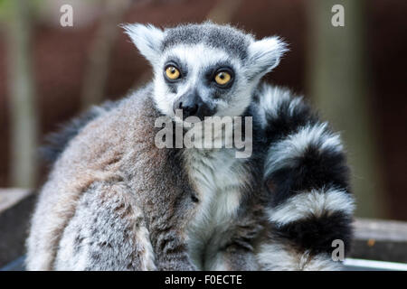 Katta (Skansen, Stockholm, Schweden) Stockfoto