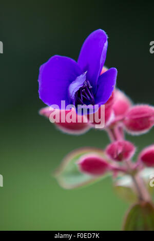 Nahaufnahme von exotischen blau und rosa Blume vor einem grünen verschwommenen Hintergrund in Otavalo Region, Vulkanland, Ecuador Stockfoto