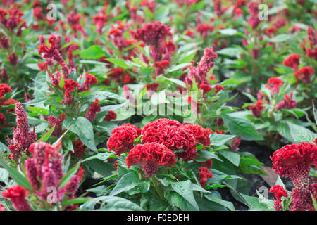 Hahnenkamm-Blume oder chinesischen Wolle Blume Pflanze in einem park Stockfoto