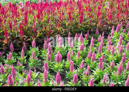 Hahnenkamm-Blume oder chinesischen Wolle Blume Pflanze in einem park Stockfoto