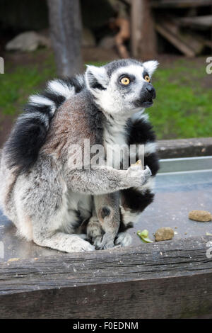 Lustige Katta (Skansen, Stockholm, Schweden) Stockfoto