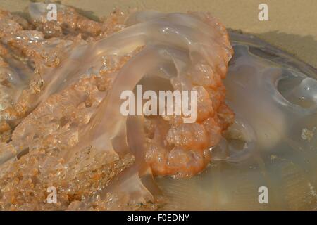 Eine Qualle, Medusozoa, an den Strand gespült. Stockfoto