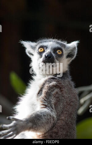 Leistungsstarke Lemur (Skansen, Stockholm, Schweden) Stockfoto