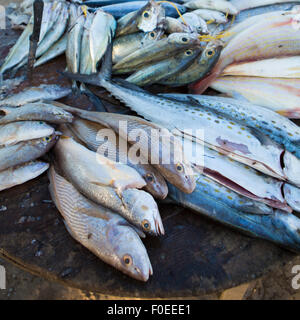 Nahaufnahme von frischen blauen wilden Fisch auf dem Fischmarkt am Strand von Riohacha, La Guajira, Kolumbien 2014. Stockfoto