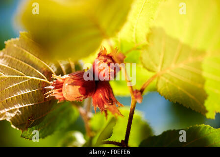 Hazel Haselnuss Baum mit Haselnüssen Makro Nahaufnahme Stockfoto