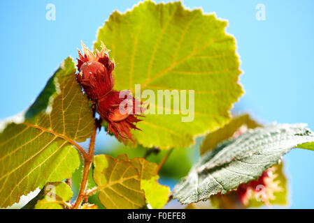 Hazel Haselnuss Baum mit Haselnüssen Makro Nahaufnahme Stockfoto