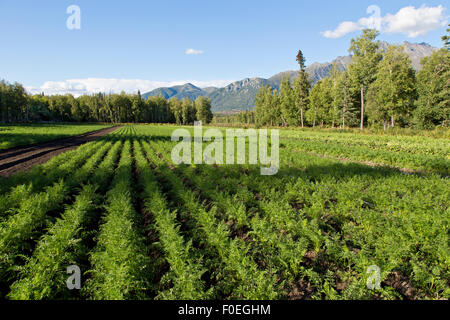 Organische hilled Karotten wächst in das Feld ein. Stockfoto