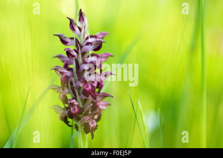 Duftende Fehler Orchidee (Anacamptis / Orchis Coriophora Fragrans) in Blüte, Vieste, Gargano NP, Halbinsel Gargano, Apulien, Italien, April 2008 Stockfoto