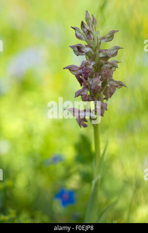 Duftende Fehler Orchidee (Anacamptis / Orchis Coriophora Fragrans) mit Knospen und ein paar Blumen, Vieste, Gargano NP, Halbinsel Gargano, Apulien, Italien, Mai 2008 Stockfoto