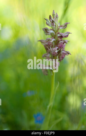 Duftende Fehler Orchidee (Anacamptis / Orchis Coriophora Fragrans) in Blüte, Vieste, Gargano NP, Halbinsel Gargano, Apulien, Italien, Mai 2008 Stockfoto