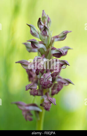 Duftende Fehler Orchidee (Anacamptis / Orchis Coriophora Fragrans) in Blüte, Vieste, Gargano NP, Halbinsel Gargano, Apulien, Italien, Mai 2008 Stockfoto