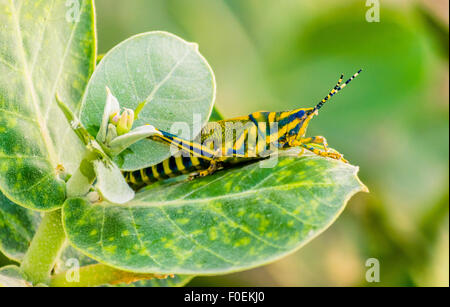 Knallige Heuschrecke auf einem Blatt Stockfoto