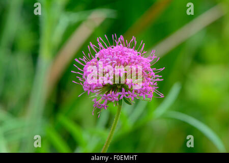 Phuopsis Stylosa, auch bekannt als kaukasische Crosswort und Crucianella Stylosa (Rubiaceae Familie) Stockfoto