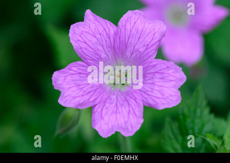 Nahaufnahme von einem Geranium x Oxonianum 'Wargrave Pink' Stockfoto