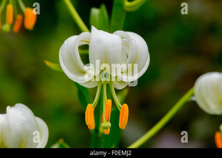 Lilium Martagon "Album" white Turk Kappe Lilie Stockfoto