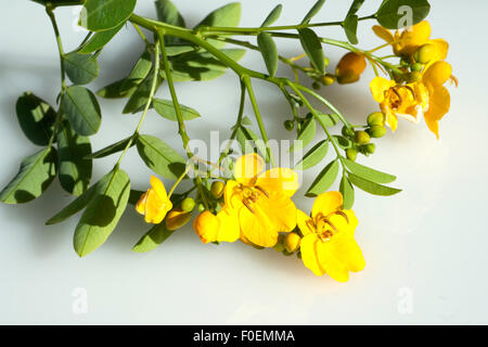 Deutsch-Senna, Cassia Senna, Stockfoto