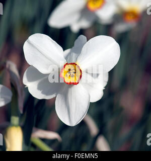 Dichternarzisse; Narcissus Poeticus; Stockfoto