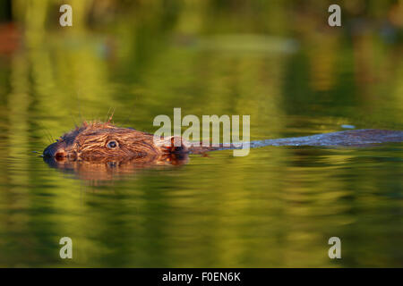 Biber (Castor Fiber) schwimmen durch das Wasser, Fluss Peene, Mecklenburg-Western Pomerania, Deutschland Stockfoto