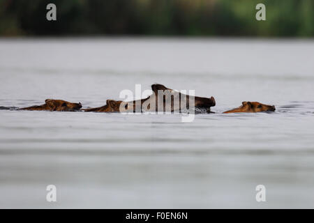 Wildschwein (Sus Scrofa) mit jungen, schwimmen durch das Wasser, Mecklenburg Western Pomerania, Deutschland Stockfoto