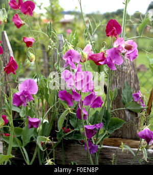 Duftwicke, Lathyrus man, Stockfoto