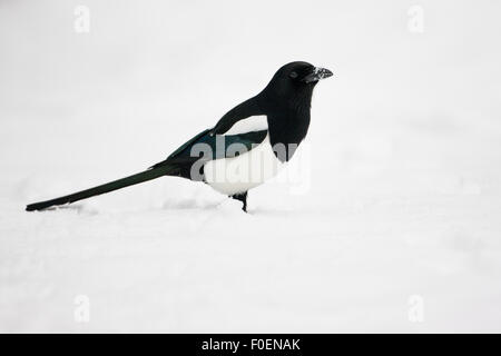 Eine Elster im Schnee Stockfoto