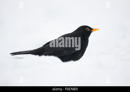 Eine männliche Amsel im Schnee Stockfoto