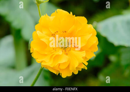 Geum 'Lady Stratheden' (Avens 'Lady Stratheden') Stockfoto