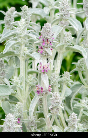 Niederwendischen Byzantina 'Silver Carpet', des Lammes Ohr, Lamiaceae Stockfoto