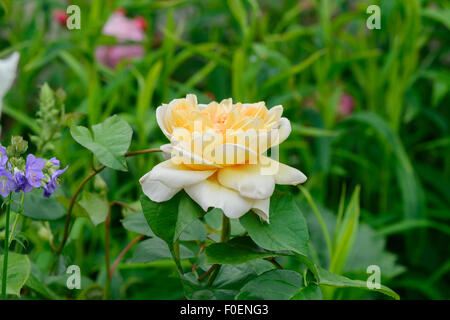 Blasse gelbe Rose in einem englischen Landhaus-Garten Stockfoto