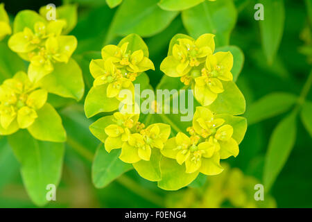 Euphorbia Epithymoides, auch bekannt als polychromatischen und Kissen Wolfsmilch Euphorbia Stockfoto