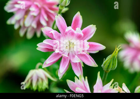 Akelei Aquilegia Vulgaris Stellata 'Nora Barlow' Stockfoto