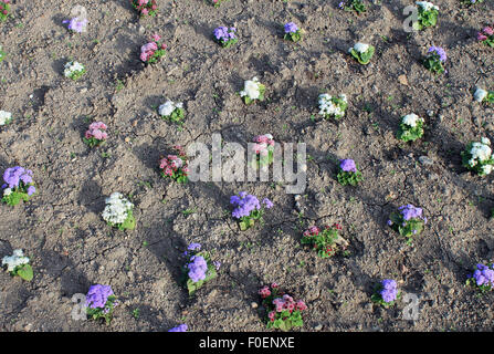 Draufsicht von Beetpflanzen in ein Blumenbeet. Stockfoto