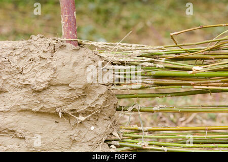 Flechtwerk und Lehm-Bauweise Stockfoto