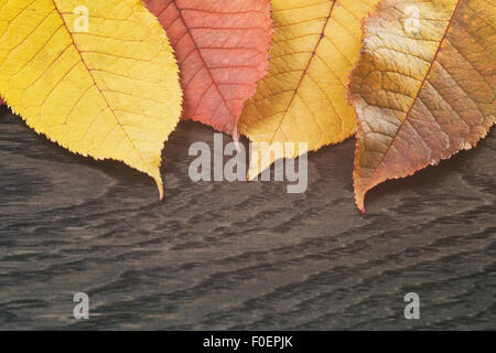 Herbst Kirsche hinterlässt auf Holz Hintergrund Stockfoto