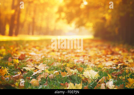 gefallene Herbstlaub auf dem Rasen im sonnigen Morgen Licht Stockfoto