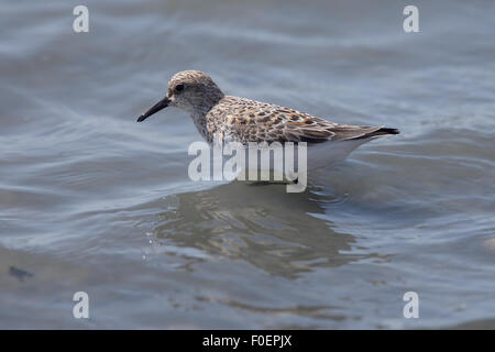 Sanderling (Calidris Alba), Mauser in Sommer Gefieder, die Salinen von Bonanza in der Nähe von Sanlucar de Barrameda, Andalusien. Stockfoto