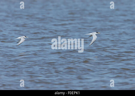 Wenig Seeschwalben (Sterna Albifrons) zwei im Flug über den Bonanza Salzpfannen, Sanlucar de Barrameda, Andalusien, Spanien. Stockfoto