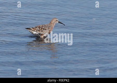 Sichelstrandläufer, (Calidris Ferruginea), Mauser in Sommer Gefieder, die Bananza Salinen in der Nähe von Sanlucar de Barrameda, Spanien. Stockfoto