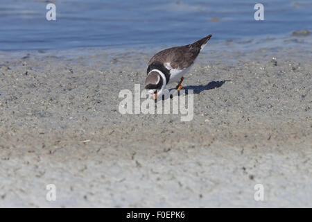 Flussregenpfeifer-Regenpfeifer (Charadrius Hiaticula), Fütterung, Bonanza Salzpfannen, Sanlucar de Barameda, Andalusien, Spanien. Stockfoto