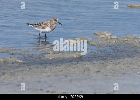 Sanderling (Calidris Alba), Mauser in Sommer Gefieder, die Bananza Salinen in der Nähe von Sanlucar de Barrameda, Andalusien, Spanien. Stockfoto