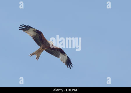 Rotmilan (Milvus Milvus) im Flug über den Bonanza Salzpfannen, Sanlucar de Barrameda, Andalusien, Spanien. Stockfoto