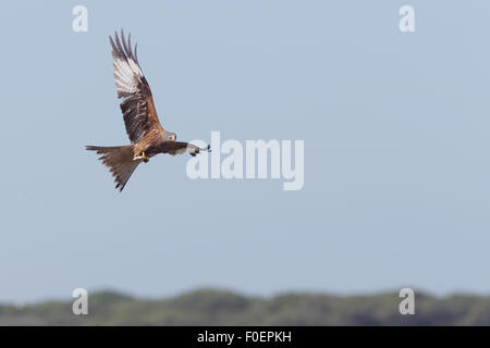 Rotmilan (Milvus Milvus) im Flug über den Bonanza Salzpfannen, Sanlucar de Barrameda, Andalusien, Spanien. Stockfoto