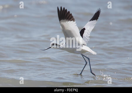 Trauerschnäpper Säbelschnäbler (Recurvirostra Avosetta), die Flucht über den Bonanza Salzpfannen, Sanlucar de Barrameda, Andalusien, Spanien. Stockfoto