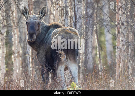 Elch, Alces Alces, stehend unter Birken mit keine Blätter, Llooking in Kamera, Gällivare, Schwedisch Lappland, Schweden Stockfoto
