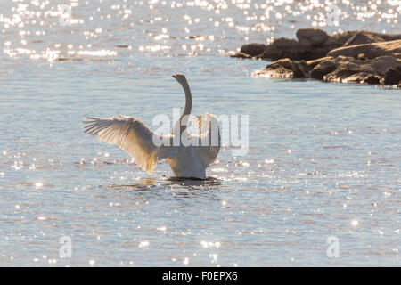 Singschwan Cygnus Cygnus, im Wasser stehend und flattern seine Flügel, strahlender Sonnenschein, so dass Reflektionen im Wasser, G Stockfoto