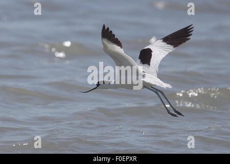 Trauerschnäpper Säbelschnäbler (Recurvirostra Avosetta), im Flug über den Bonanza Salzpfannen, Sanlucar de Barrameda, Andalusien, Spanien. Stockfoto