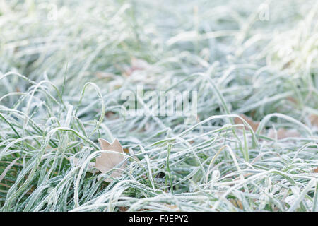 Blätter in den Rasen mit Morgen frost Stockfoto